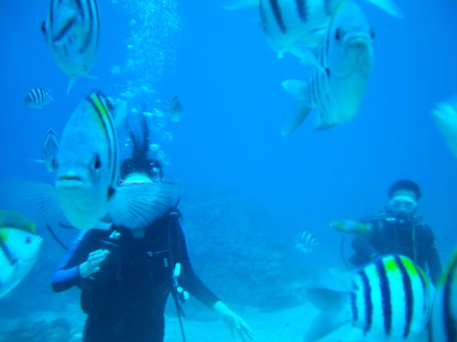 魚が襲ってきますよっ