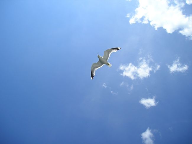 かもめさんたちも、人になれていて、あとを追うようについてきます。