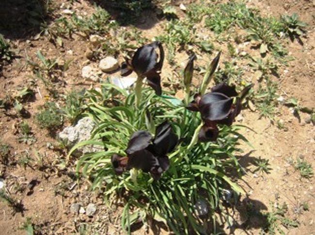 ウム・アル・ラサスに行く途中の道端、畑の中にはヨルダンの国花である“ブラック・アイリス”が其処此処に沢山咲いている。国花と言っても子供は花を摘むし、畑を耕す時耕運機では掘り起こすし、持って帰るし・・・毎年同じ場所には咲かないようだ。漆黒の花はとても綺麗だ！もっと大事に保護をすれば良いのにな〜〜と強く感じた。