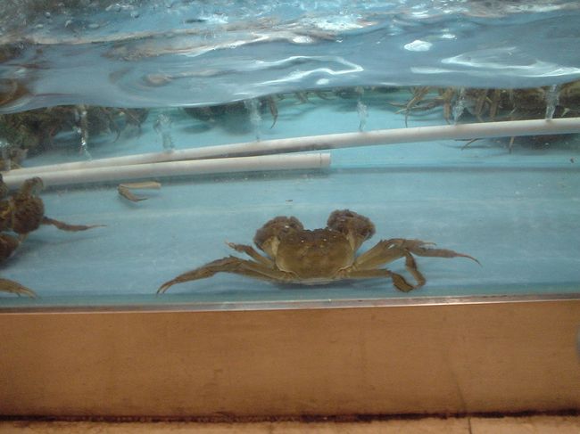 上海といえば上海蟹でしょう。