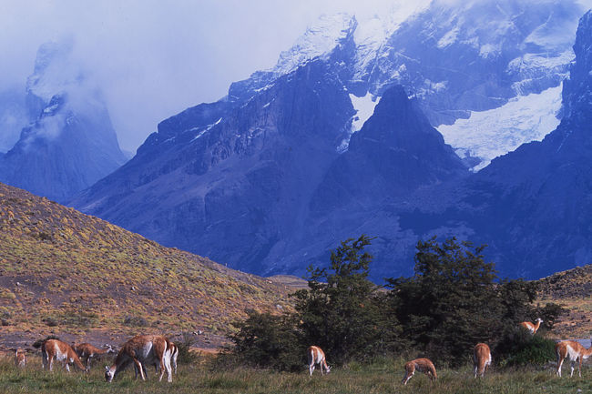 表紙と同じ。<br />グアナコが沢山います。<br />あと、ニャンドゥー（ダチョウみたいな鳥）も多く見られます。<br /><br />南米でよく見かける動物のうち、<br />この手のラクダ科のものは<br />グアナコ、リャマ、アルパカ、ビクーニャがいる。<br />比較的、多く見ることができましたが、<br />絶滅危惧種であり、現在は保護されている。
