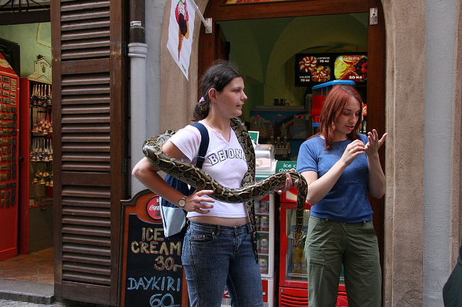 ニシキヘビを連れて観光とは、、恐れ入りました！