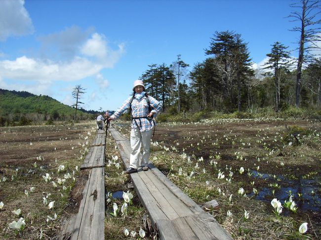 【水芭蕉の群生】<br /><br />　見て下さい！この水芭蕉の<br />数を！！！！！<br /><br />　とうとういちごちゃんはぁ、<br />尾瀬の水芭蕉と出会ったぁ〜♪<br /><br />　これは、「ウルルン滞在記」<br />並みの感動でしたよ。<br /><br />　尾瀬の歌では、<br />「はるかな尾瀬・・・」と<br />続きますが、空は遠い空ではなく、<br />とても近くに感じました。<br /><br /><br /><br /><br />
