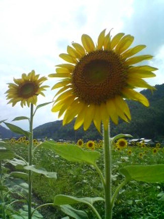 私のタクシーで お墓参り の旅 その2 行橋 豊前 福岡県 の旅行記 ブログ By だいちゃんさん フォートラベル 私のタクシーで お墓参り の旅 その2 行橋 豊前 福岡県 の旅行記 ブログ By だいちゃんさん フォートラベル