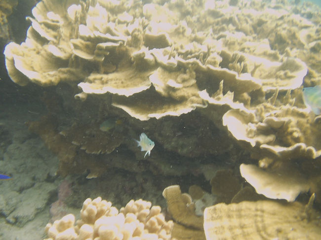 スズメダイの一種？