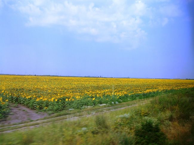 延々とひまわり畑が続きます。こういうの見たかったんだよね〜♪