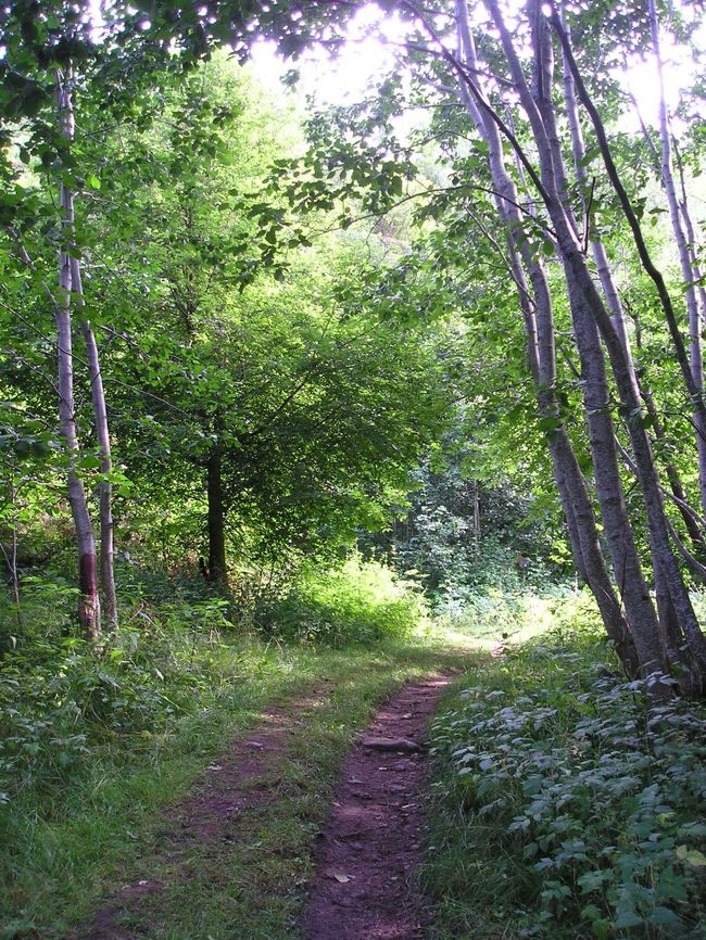 この後の山道は、ぬかるんでいたり、くもの巣がかかっていたり･･･<br />カメラを出す余裕もなく上っていってしまいました。