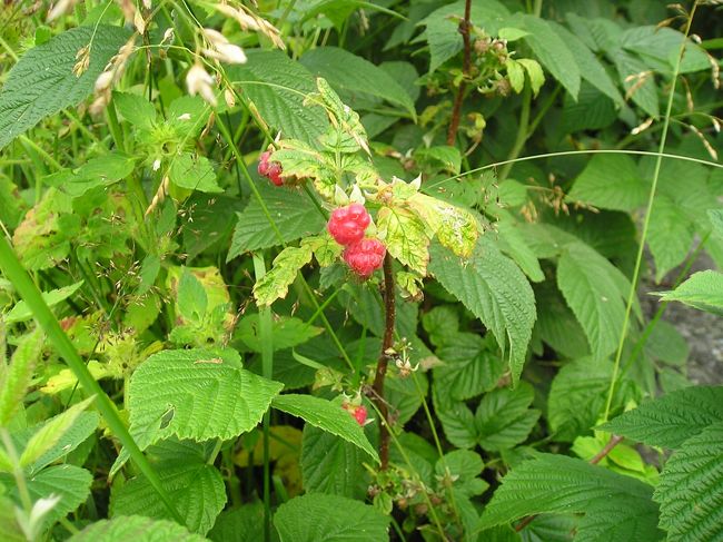 いちご発見！<br /><br />昔、田舎のおじいちゃんちにお泊りに行って、近くの山の中で赤い実を見つけて食べたのが、甘酸っぱくておいしかったのを思い出しました。