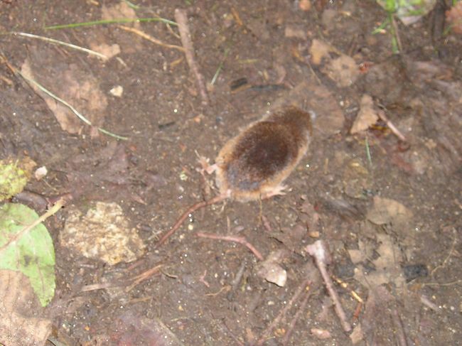 突然モグラさんあらわれる！！<br /><br />とてもかわいい！