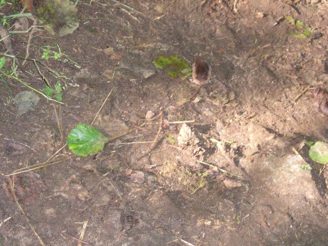 人の気配におおあわてです。<br /><br />心配しなくていいんだよ〜何もしないから〜