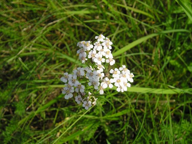 この辺まで来ると、見晴らしもよくなって、お花がいろいろ咲いています。