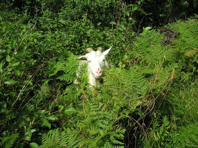 急に、ガサガサという音とともに、やぎさんが顔を出しました。<br />びっくりしたけど、この優しそうな目に思わず、ニコッ！