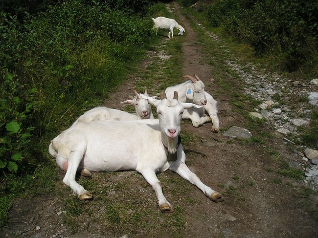 行く手を遮るように座り込んで、お食事後の団欒？<br /><br />ちょっと通してね〜と、お願いしながら、すりぬけました。