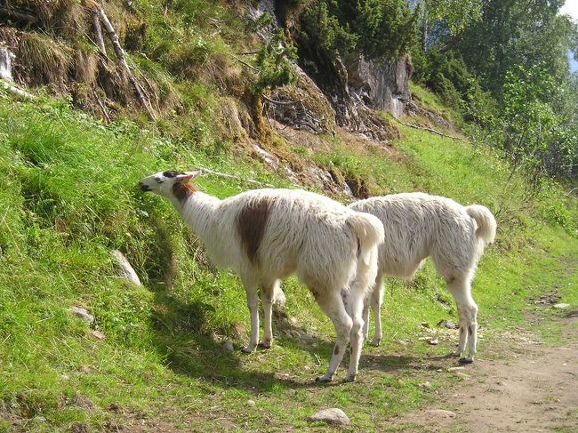 やぎさんたちよりかなり大きめのこんな方たちもいました。カメラを無視して、盛んにお食事中。