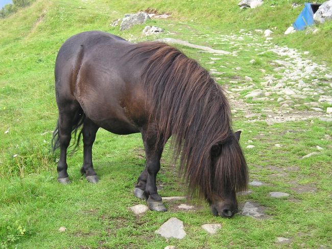 こちらも、バキバキというような音をたててお食事です。やぎさんのコロコロの落し物より、デ〜ンとでっかい落し物は、あなたのだったのね？！