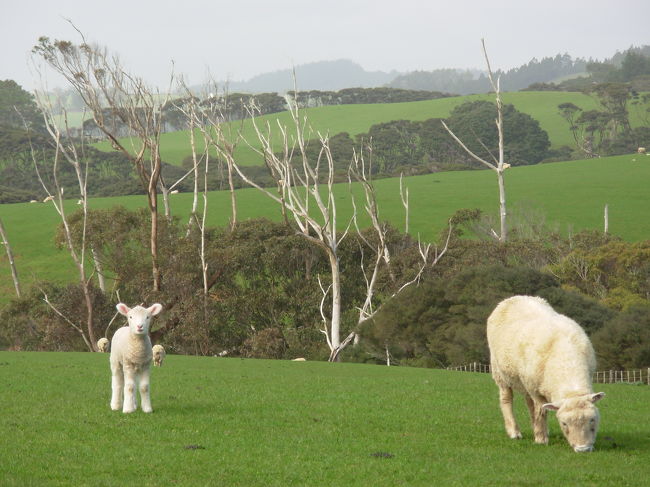 レンタカーでオークランド郊外をドライブ。ワイタケレ自然公園方面の牧場の風景。へその緒をつけたままの生まれたての小羊も２回見た。