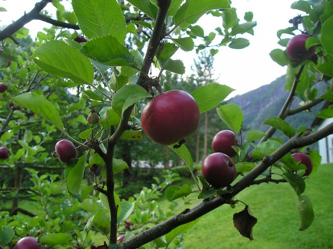 綺麗なお花もいいけれど、<br /><br />こうして食べ物が実っているのをみると<br /><br />なぜか、心がほくほくしてきます。