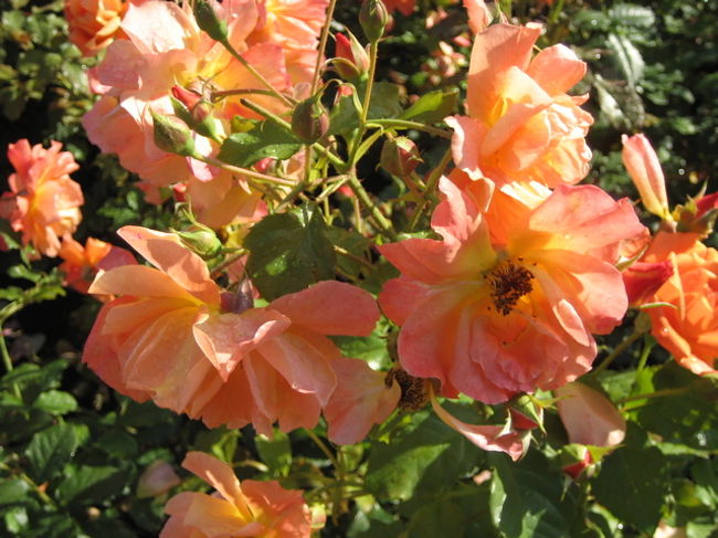バラの花壇。今年は暑くて水不足でちょっと元気がないのかな。