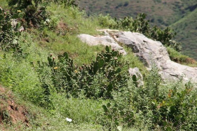 サボテン<br /><br />　山道をずっと下り、ウォンディフォダンあたりまで来ると、道端にサボテンがたくさん生えている。ブータンにサボテンが自生しているとは知らなかった。ちょうど花の季節。<br />