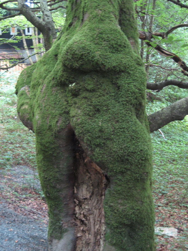 ベルゲン郊外のグリーグの家に行く途中に発見！なんだか、あのトロールに見えて来るのは私だけでしょうか？暗い森の中でこんな木の幹を見たらトロールに見えて来るのもわかります。人間の恐怖心が生んだ賜物。