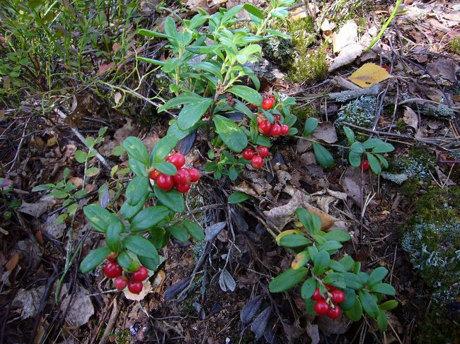 かわいらしい木の実♪<br />ブルーベリーや野いちごも、あちこちにありました。