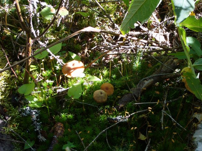 何キノコですかね？