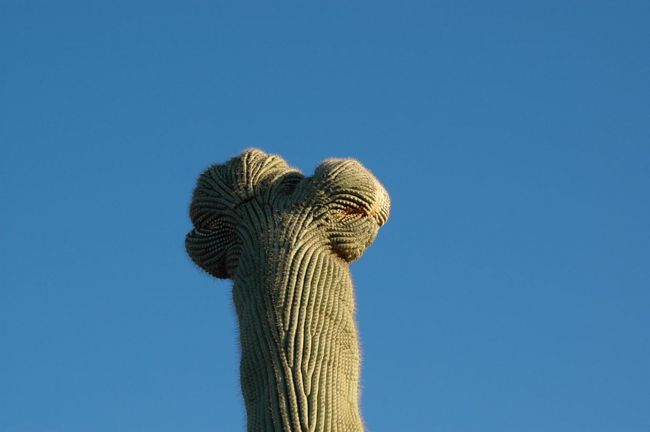 一万本に本位、こんな風に巻き込み頭になっちゃうんだって。