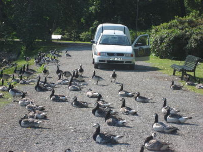 鴨たちが横断中