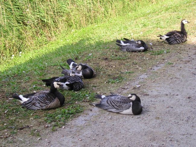 鳥さんたちも、日陰でお休み中
