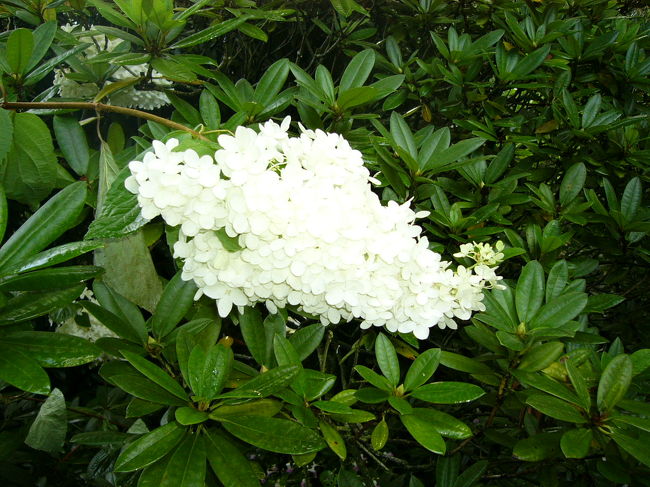 庭にはたくさんの花があって，それぞれ色を意識して植えているそうです。日本でもなじみのあるコスモスはいろんな種類がありました。この白い花は枝の先だけ大きな白い花が咲いていておもしろかったので撮りました。