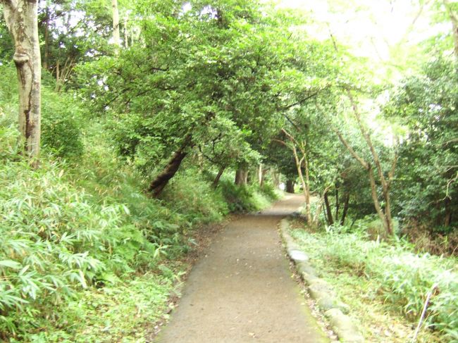 福浦島の道。<br />こんな感じで、涼しげな道がずっとある。<br />
