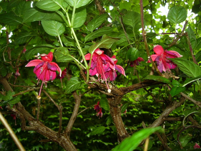このピンクの花も庭にあったものです。珍しいので思わず撮りました。他にもたっくさんの花があったので，楽しめました。花の名前がもっと分かればもっと楽しいだろうな〜