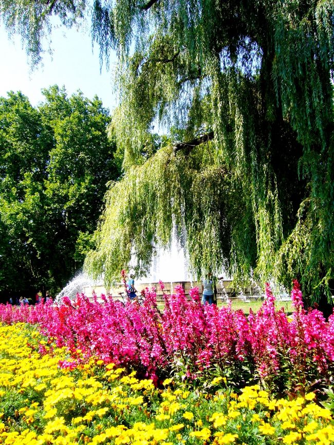 ペスト側からブダ側に戻る際にちょっと寄り道。<br /><br />ドナウ河の中洲にある『マグリット島』<br /><br />今日は日曜日。<br />皆ドナウ河沿いでゆっくりと日光浴したりしている。<br /><br />花や緑がとても綺麗な公園のマグリット島。<br />我々も少々歩きつかれたので、ここで一休み。