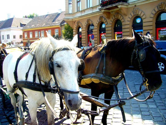 あっ、お馬さんだ。<br /><br />こんにちは〜☆<br /><br />陽が当たると暑いよね・・・<br />日影に入れてやりたい。