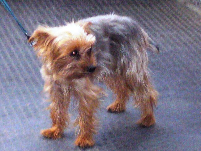 くちびる真っ青もんの冷たさのプールを後にして、またまたトラムで西駅近くのウェストエンドのスーパーまでショッピングへ向かう。<br /><br />あっ、いたいた♪トラムの中にワンコ♥<br /><br />ここハンガリーは本当にワンコが多い。<br />電車の中も当然ワンコワンコ。<br />街の中もワンコワンコワンコ。<br />リードをしてない子も多し。<br />皆よく躾けられてていい子だなぁ。<br />