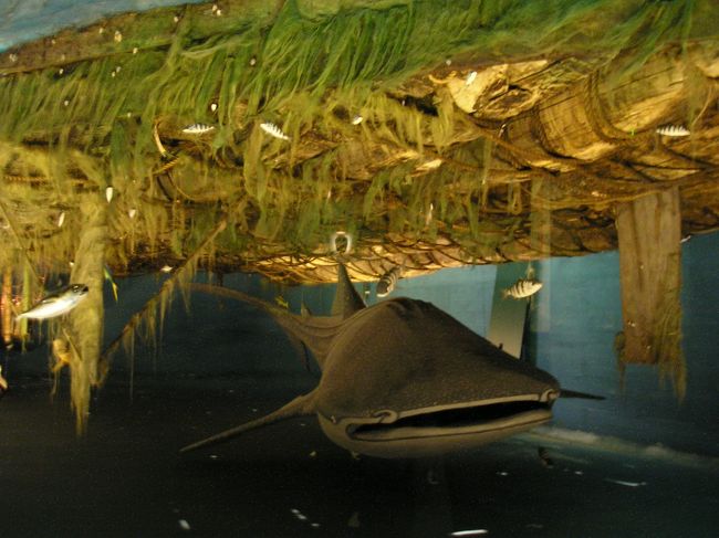 コンチキ号の下の海の中の様子