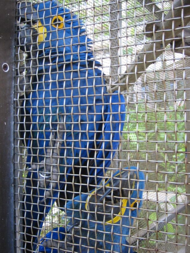 ホテルの海に行くまでのお庭に<br />カラフルな鳥達が<br />たくさんいました。