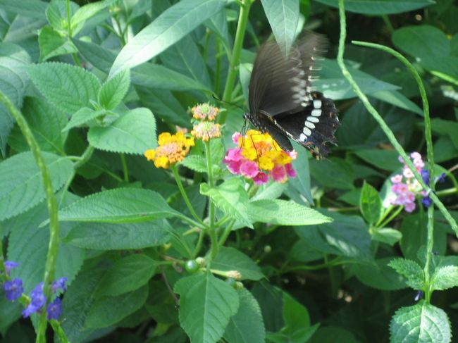 昆虫生態園内は、蝶がものすごくいる。<br />ちょっと怖いくらいに。