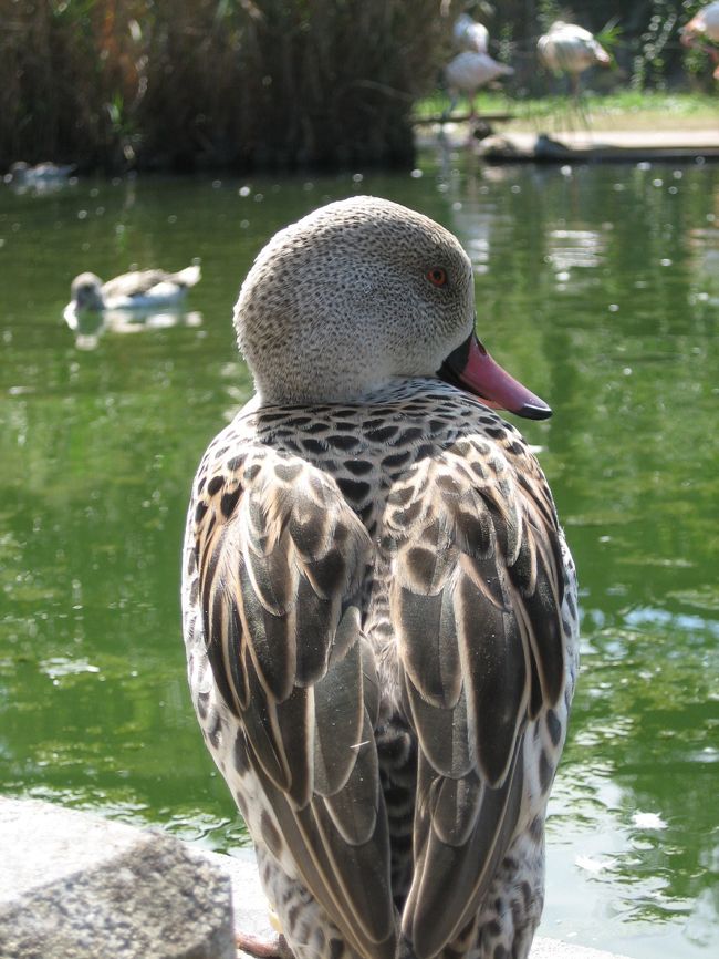 カモ。<br />いいポーズ。