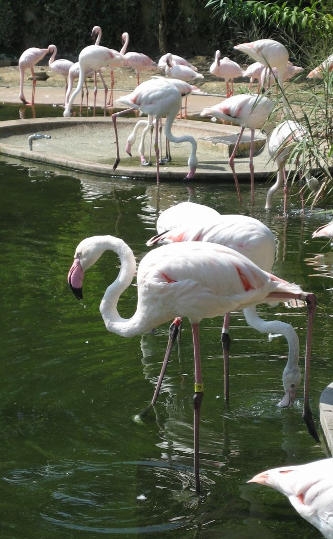 フラミンゴォ〜