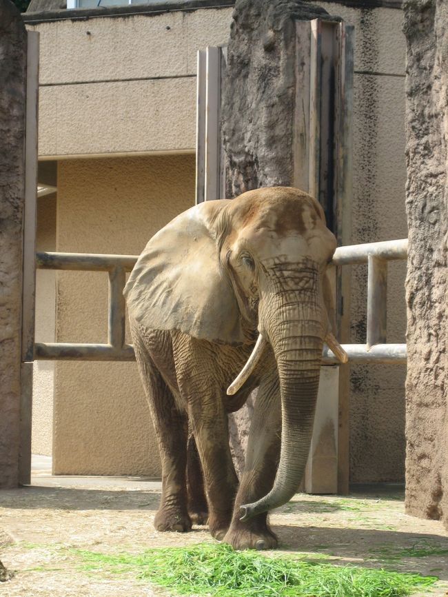 アフリカゾウのおでまし。<br />耳が大きい。<br />ちょっと前にオスの象のタマオが亡くなったそうです。<br />飼育されている象たちの豊富な資料が閲覧できるようになっていました。