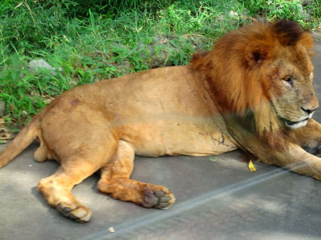 ライオンバスでライオンに接近。<br />