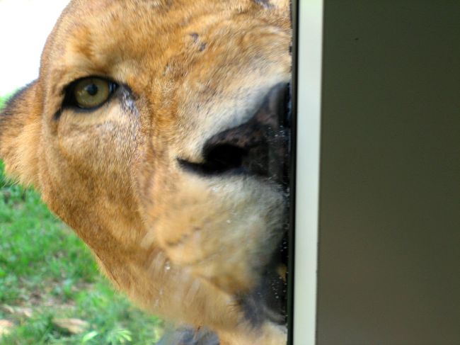 ドアップ！<br />マンゴちゃんかな？<br />バスに餌がついているので迫力ある表情が間近で見られます。