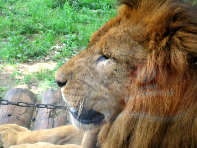 暑いからちょっとバテ気味？