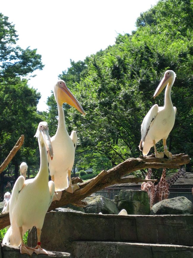 ペリカンたち。お話中？