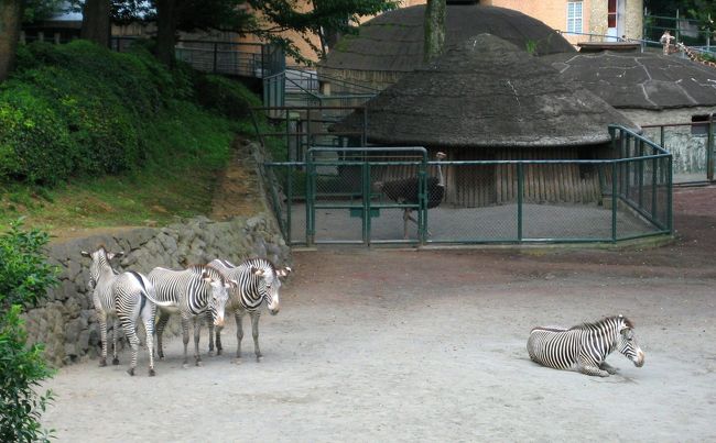 一頭寝てたら群れから外れたシマウマ。