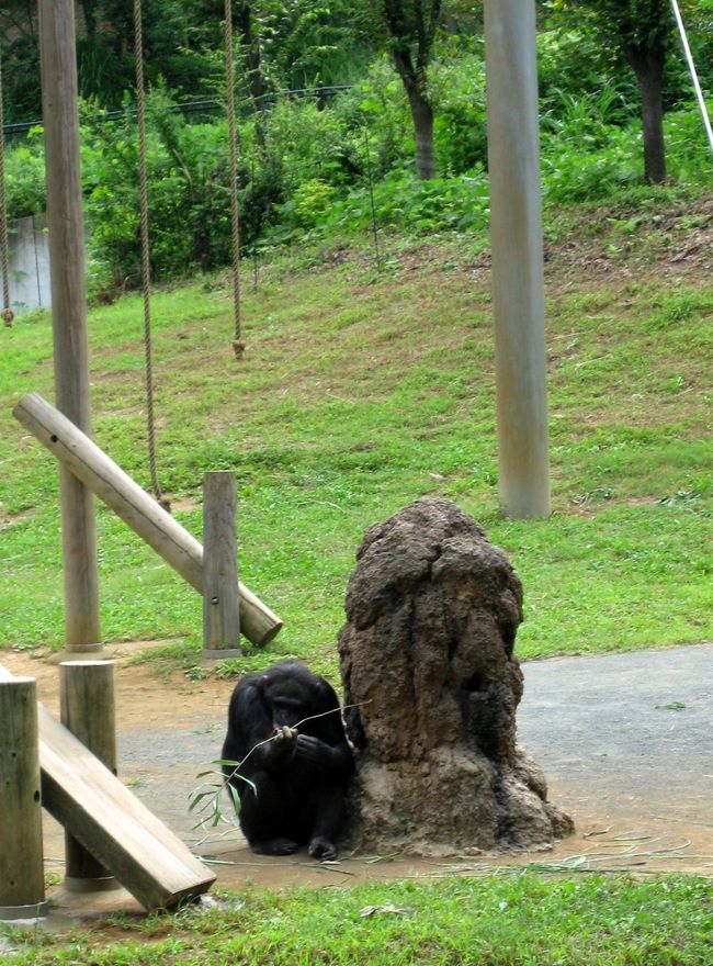 チンパンジー、餌を棒でとります。<br />このほかにも、餌のUFOキャッチャーなどもあり、器用に餌をゲットしていました。