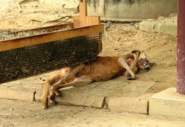 終始だらだらのカンガルー。<br />そこはいくらか涼しいですか?