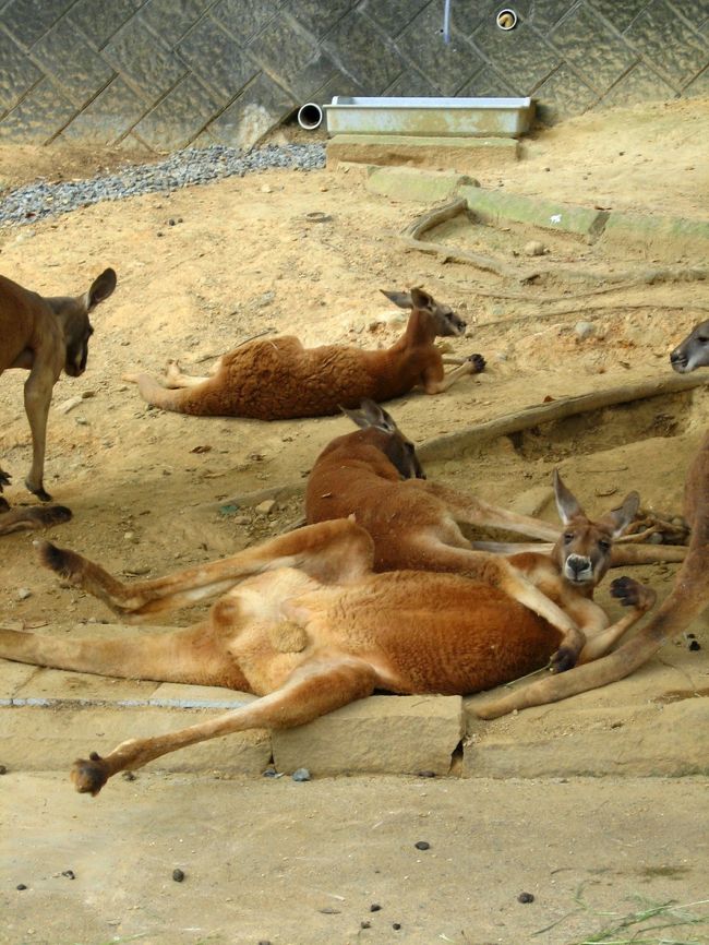 あ、起きた。<br />あまりにも無防備な姿。<br />野生でもこんなかんじになるの？