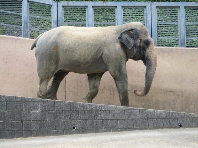 こちらはアジアゾウ。